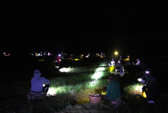 Tết Giáp Thìn 2024: Nông dân chong đèn xuyên đêm thu hoạch củ kiệu- Ảnh 2.