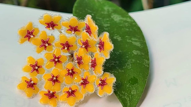 Bộ sưu tập gần 500 loài hoa cẩm cù ở đảo ngọc- Ảnh 1.