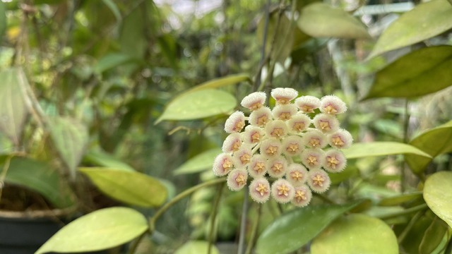 Bộ sưu tập gần 500 loài hoa cẩm cù ở đảo ngọc- Ảnh 4.