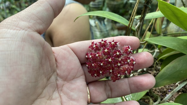 Bộ sưu tập gần 500 loài hoa cẩm cù ở đảo ngọc- Ảnh 5.