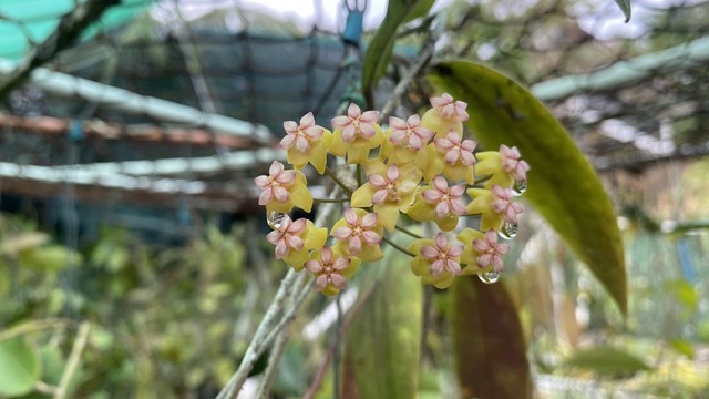 Bộ sưu tập gần 500 loài hoa cẩm cù ở đảo ngọc- Ảnh 8.