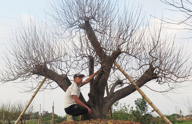 Cây đào cổ thụ thế tam đa độc đáo: Khách trả 170 triệu đồng, chủ vườn chưa bán- Ảnh 3.