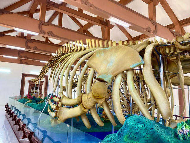 Chuyện về hai bộ xương cá voi lớn nhất Việt Nam- Ảnh 1.
