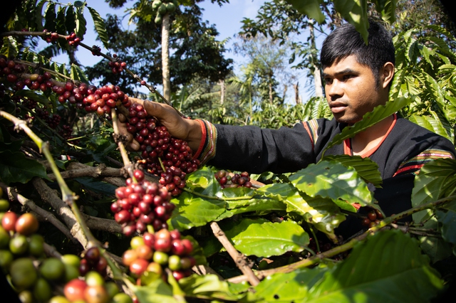 Giá cà phê lại lập đỉnh mới, lên 76.000 đồng/kg- Ảnh 1.