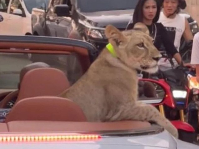 Thái Lan truy tố chủ của con sư tử ngồi siêu xe dạo phố- Ảnh 1.