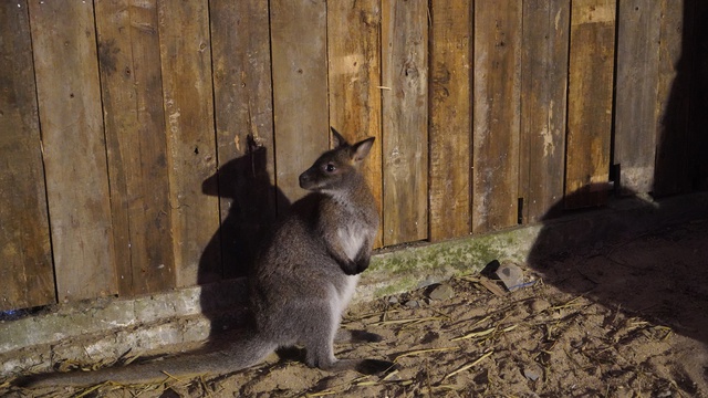 Đại sứ quán Úc hỗ trợ 80 triệu đồng để chăm sóc 2 con chuột túi- Ảnh 2.