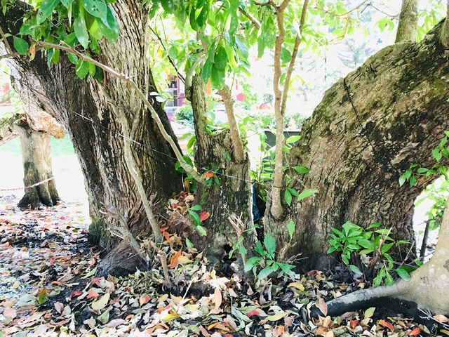Độc đáo cây di sản Việt Nam: Cây lộc vừng 300 tuổi với nhiều tích xưa- Ảnh 1.
