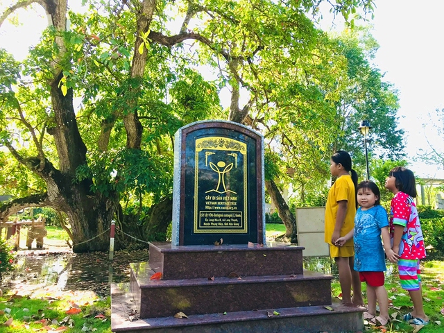 Độc đáo cây di sản Việt Nam: Cây lộc vừng 300 tuổi với nhiều tích xưa- Ảnh 2.