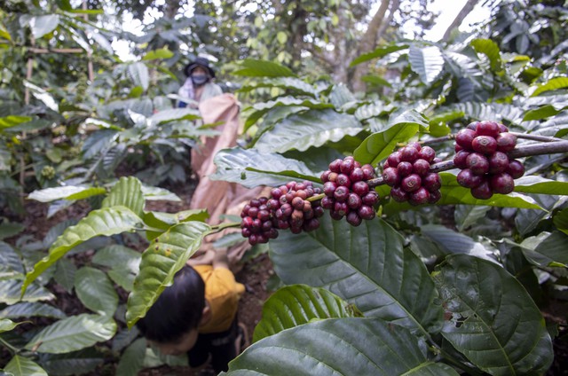 Giá cà phê tiếp tục 'sốt', xuất khẩu tăng 48%- Ảnh 1.