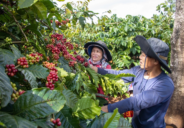 Một mình một chợ, giá cà phê liên tục lập đỉnh mới- Ảnh 1.