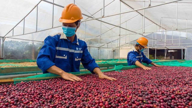 Cà phê Việt 'vẽ' lại thị trường thế giới- Ảnh 2.