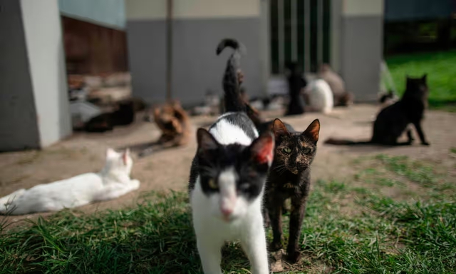 Nghi 47 con mèo bị đầu độc, cảnh sát Tây Ban Nha vào cuộc- Ảnh 1.