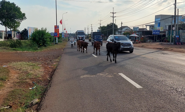 Bò thả rông trên đường- Ảnh 1.