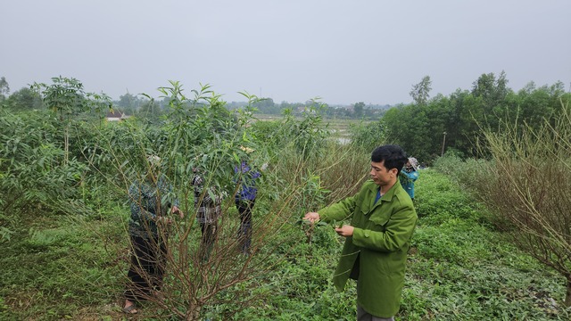 'Thủ phủ' đào phai vào vụ tuốt lá- Ảnh 1.