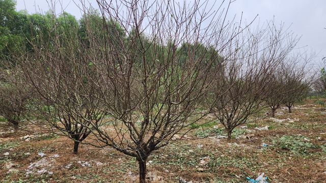 'Thủ phủ' đào phai vào vụ tuốt lá- Ảnh 9.