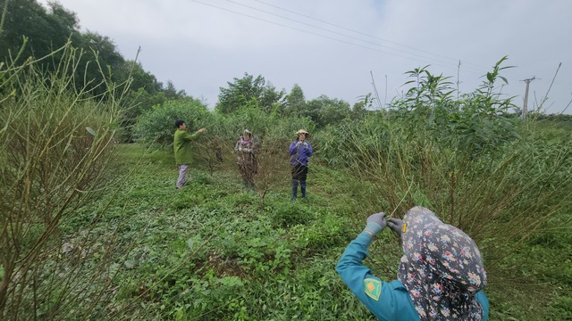 'Thủ phủ' đào phai vào vụ tuốt lá- Ảnh 5.