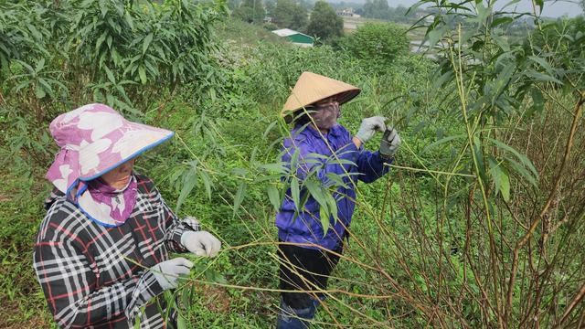 'Thủ phủ' đào phai vào vụ tuốt lá- Ảnh 4.