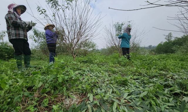 'Thủ phủ' đào phai vào vụ tuốt lá- Ảnh 2.