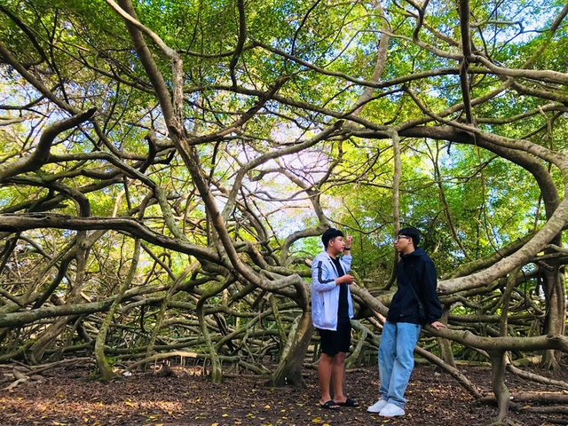 Độc đáo cây di sản Việt Nam: Giàn gừa 150 tuổi với những 'cánh tay' siêu dài- Ảnh 2.