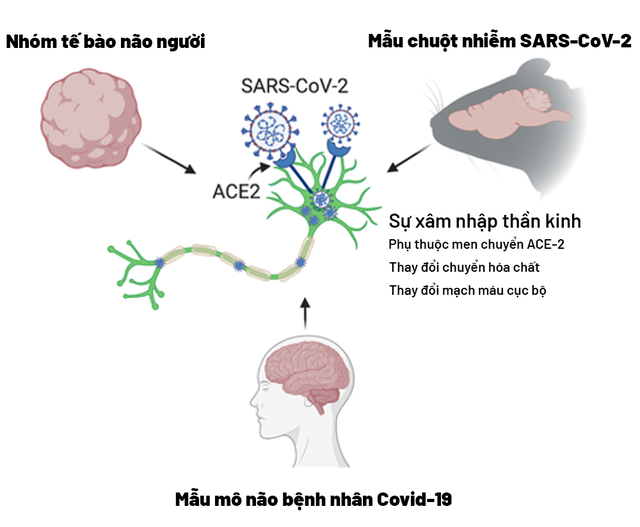 Đau đầu, mất ngủ hậu Covid-19: Cải thiện ra sao?- Ảnh 1.