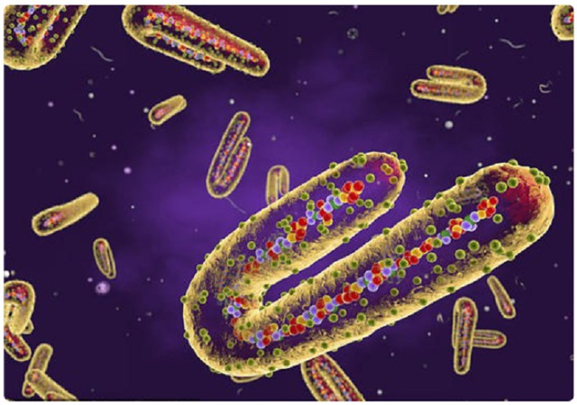 Virus gây chảy máu, tỷ lệ tử vong rất cao lại bùng dịch ở châu Phi- Ảnh 1.