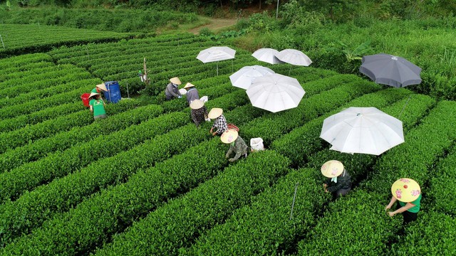 Doanh nghiệp nỗ lực xây dựng chuỗi liên kết bền vững- Ảnh 5.