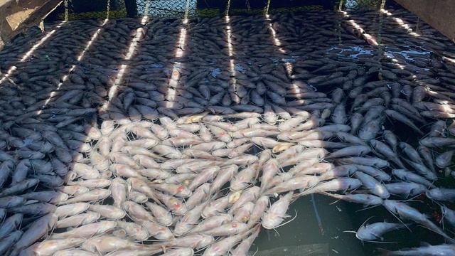 C&aacute; lăng chết h&agrave;ng loạt tại hồ thủy lợi Ia Mơr g&acirc;y thiệt hại lớn- Ảnh 1.