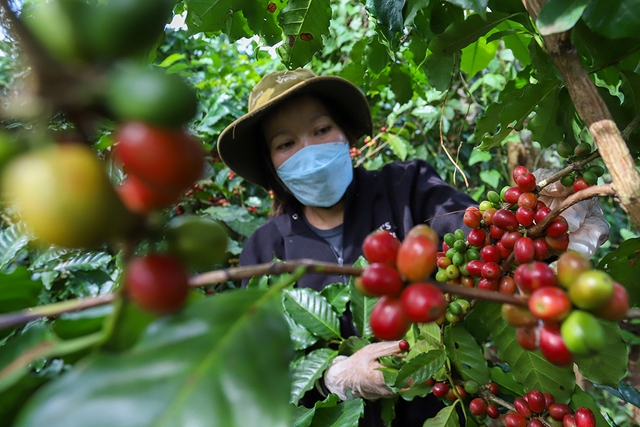 Rực rỡ nông sản Việt- Ảnh 6.