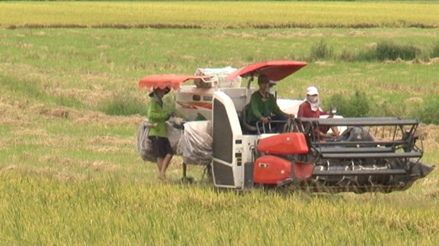 Hé lộ lãi suất thấp bất ngờ khi vay vốn sản xuất lúa gạo chất lượng cao- Ảnh 1.