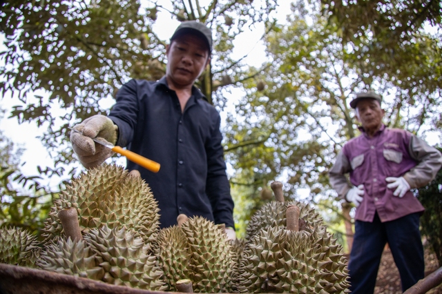 Kỷ lục: Việt Nam bán rau quả thu gần tỉ đô một tháng- Ảnh 1.