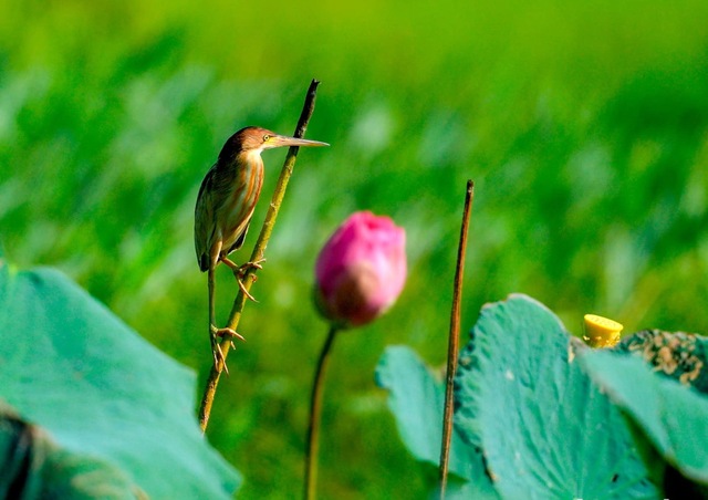 Ngày mai nắng lên - Truyện ngắn dự thi của Đỗ Thị Vân- Ảnh 1.