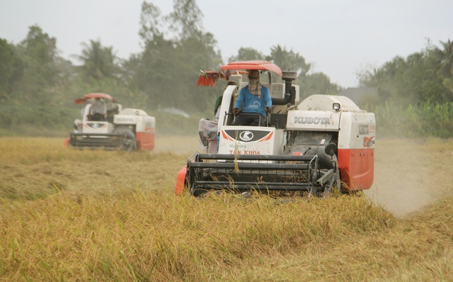 Tín dụng ngành lúa gạo tăng mạnh- Ảnh 1.