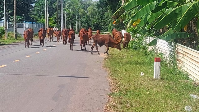 Đàn bò tràn ra đường, gây nguy hiểm- Ảnh 1.