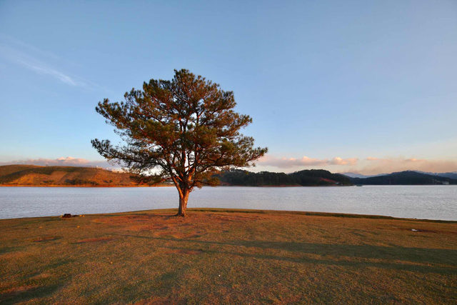 Check-in now at lonely trees in Vietnam - Photo 4.