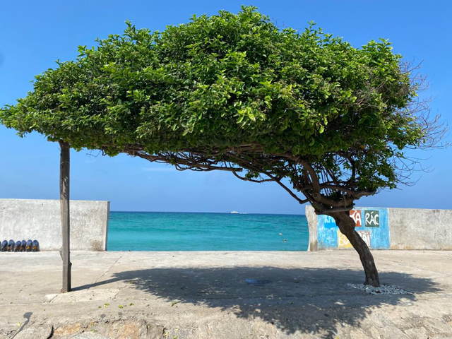 Check-in now at lonely trees in Vietnam - Photo 2.