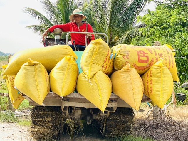 Trung Quốc tăng mua, giá lúa gạo tăng mạnh trở lại- Ảnh 1.