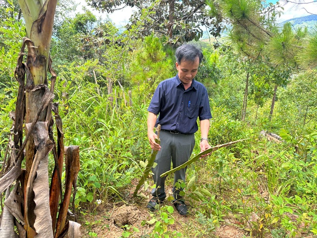 Vụ đốt đuốc trồng cây trong đêm... chờ đền bù: Người dân đã tự nguyện phá bỏ- Ảnh 1.