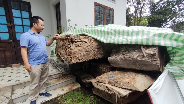 Vụ gỗ đào dưới ruộng bị công an tạm giữ: Bán đấu giá thành công với giá... 'bèo'- Ảnh 3.