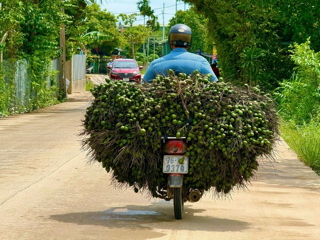 Giá cau lao dốc, người trồng cau tranh thủ bán kiếm lời- Ảnh 1.