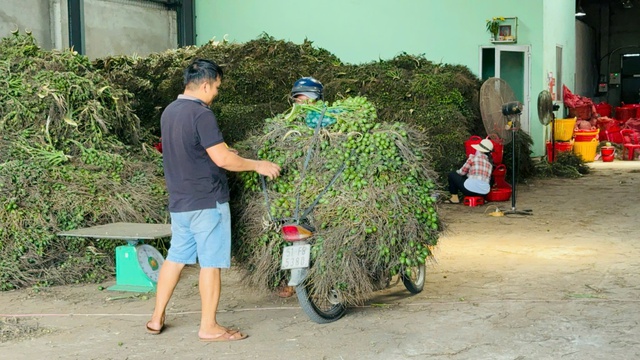 Giá cau lao dốc, người trồng cau tranh thủ bán kiếm lời- Ảnh 2.