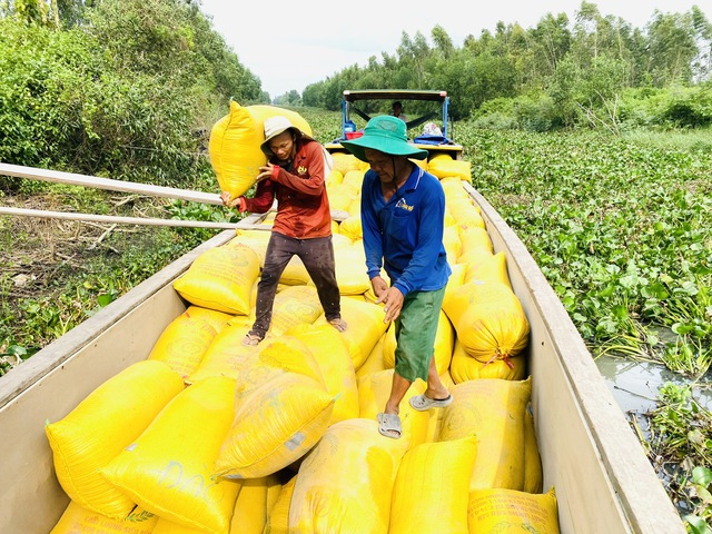 Ấn Độ 'mở kho', Indonesia mở thầu gạo kỷ lục- Ảnh 2.