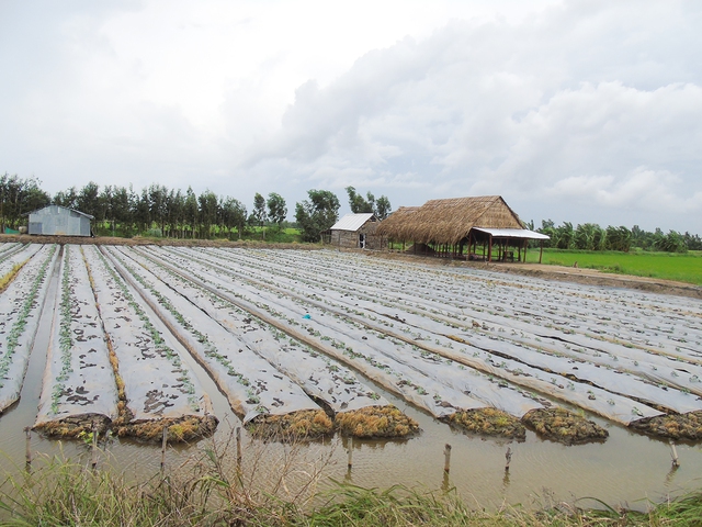 Đất nông nghiệp ở Hậu Giang muốn tách thửa, hợp thửa phải đảm bảo các điều kiện theo quy định