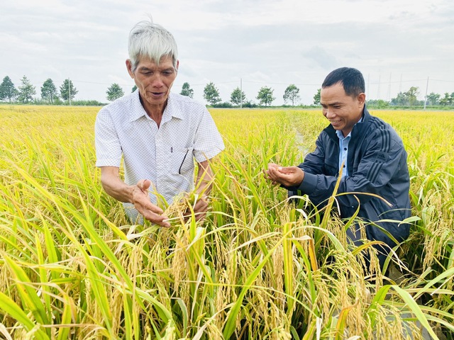 Hậu Giang phấn đấu đạt 46.000 ha vào đề án 1 triệu ha lúa chất lượng cao- Ảnh 3.