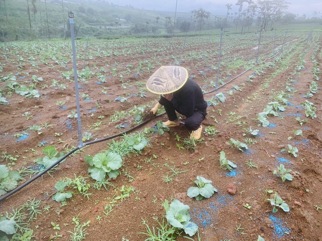 TP.HCM cho phép xây công trình trên đất nông nghiệp- Ảnh 1.