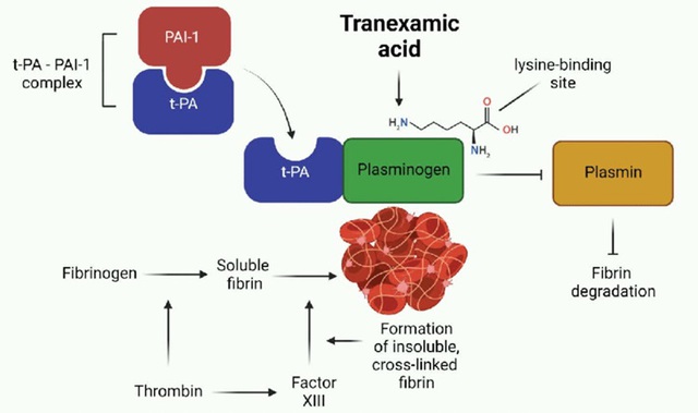 Tranexamic Acid đường thoa có thật sự hiệu quả trong việc dưỡng sáng, mờ thâm nám?- Ảnh 2.