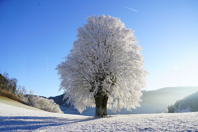 Top natural phenomena that you can only see in winter - Photo 3.