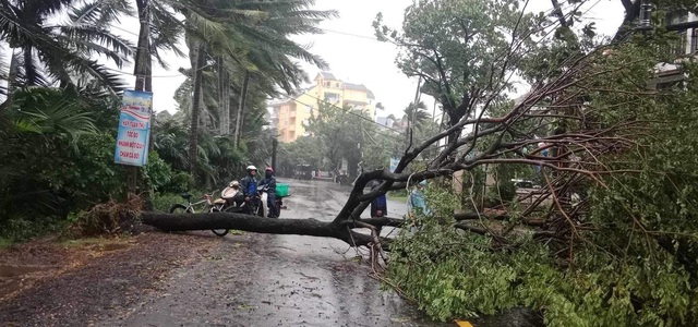 Bão Trà Mi: Cây xanh ngã, suýt đè trúng người đi đường ở Quảng Nam- Ảnh 1.