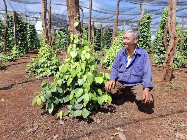 Reviving the pepper 'kingdom' in Gia Lai - Photo 3.