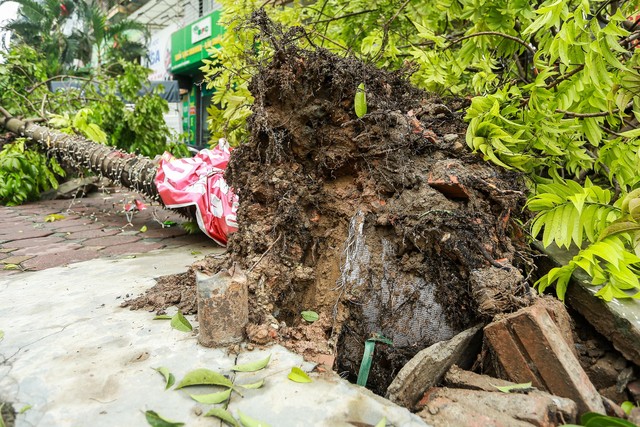 Hà Nội truy tìm chủ đầu tư trồng cây xanh lộ bầu ni lông khi gãy đổ- Ảnh 2.