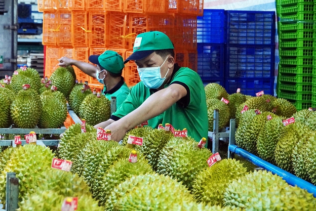 Xuất khẩu sầu riêng qua Thái Lan, Campuchia gây bất ngờ- Ảnh 1.